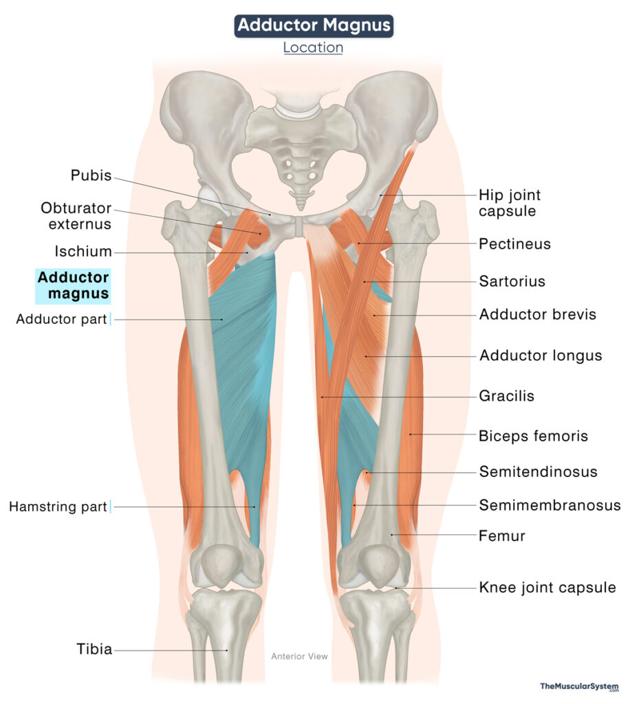 Clinical Relevance of the Adductor Hiatus
