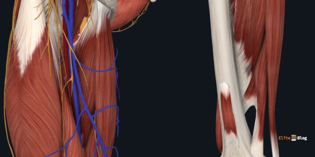 Relationship Between the Adductor Canal and the Adductor Hiatus